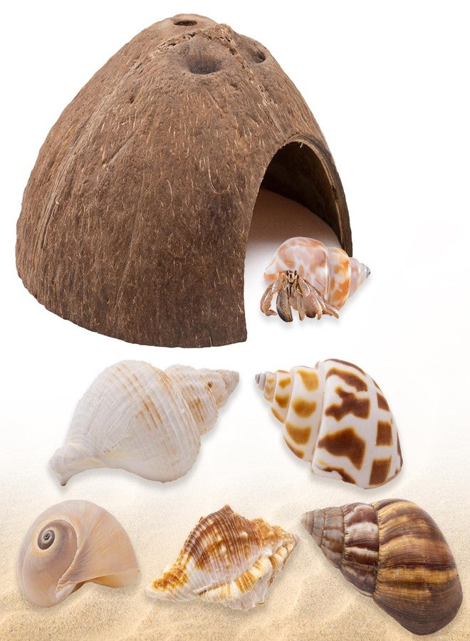 Niuohoy Hermit Crab Shells 1 Coconut Shell Hut 5 PCS Hermit Crab Seashells Accessories Decorations Enrichment Hut for House Hermit Crab Tank Hide Reptile Hideout - Image 1